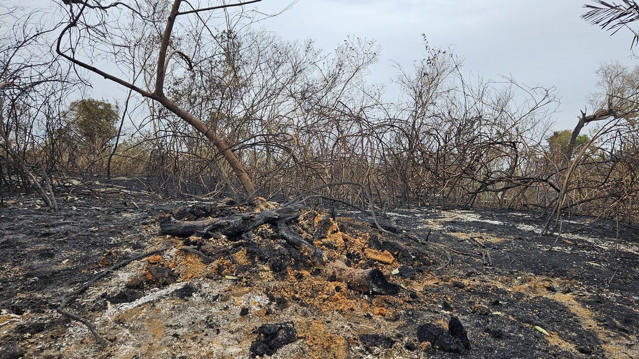 Pantanal em ruínas: como a seca e os incêndios têm acabado com a biodiversidade (VÍDEO)
