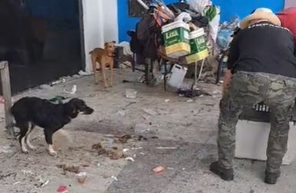 depama-cachorros