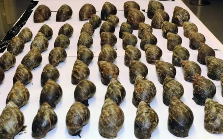 EUA: noventa caracóis gigantes africanos são apreendidos vivos em Aeroporto