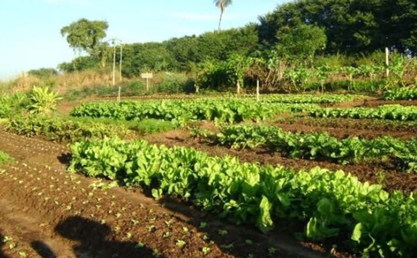 Produtores alagoanos investem na produção de surubim para alavancar vendas