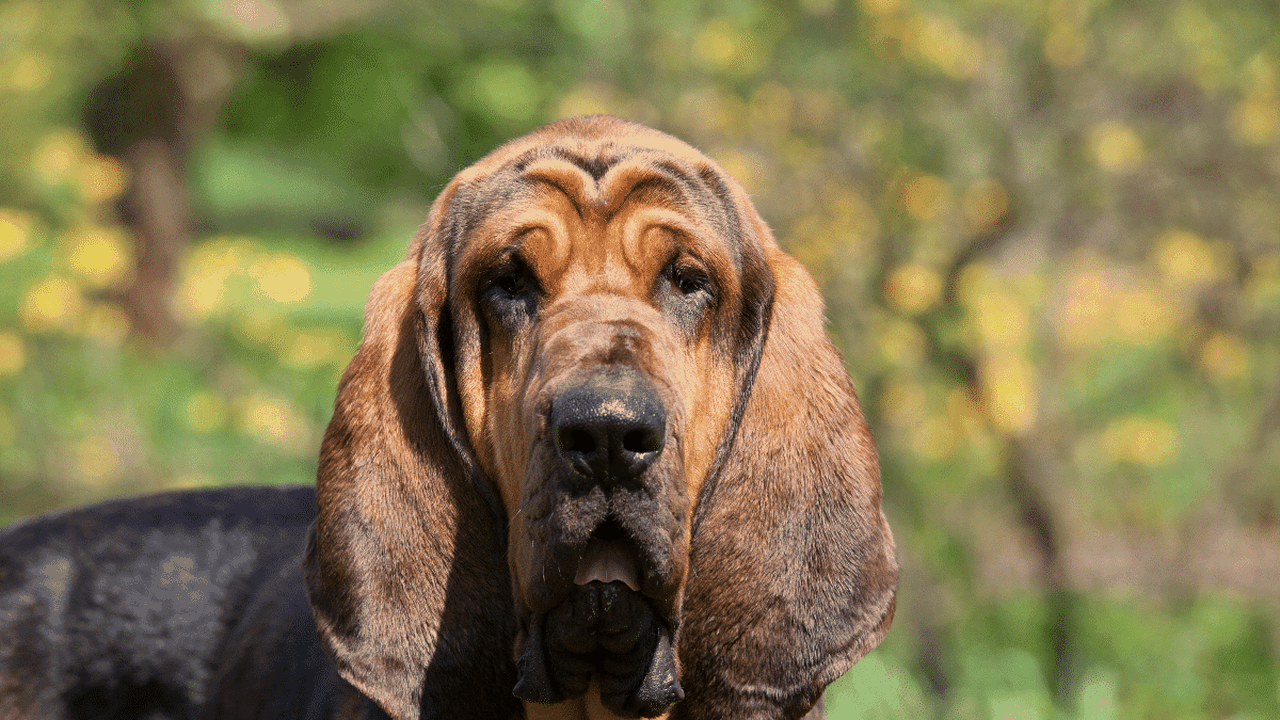 Parece tristeza, mas não é: conheça raças de cachorro com expressão melancólica