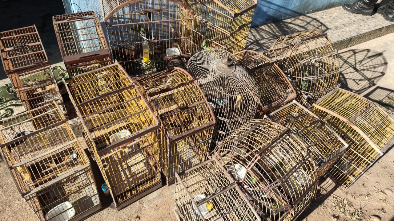 Operações da PM-AL apreendem armas de fogo e cerca de 600 animais silvestres