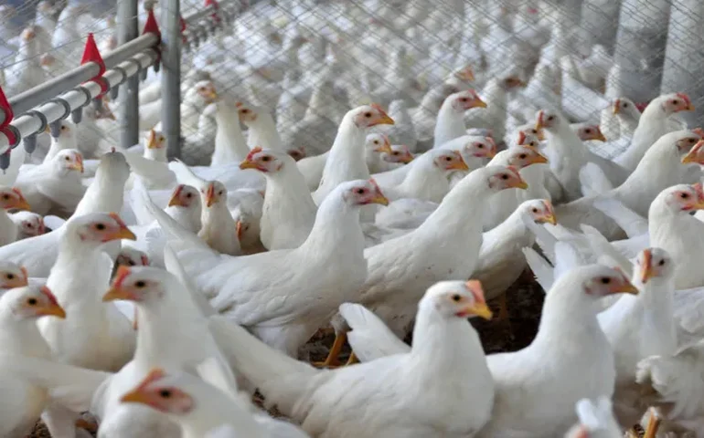 Amcham Brasil destaca avanço com retirada de tarifas dos EUA sobre produtos agrícolas