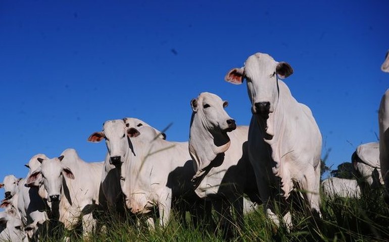 Fazenda da Boi Gordo, pivô de prejuízo bilionário por fraude, vai a leilão por R$ 89 milhões no Mato Grosso