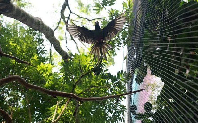 Paulistanos têm avistado novas espécies de pássaros na metrópole