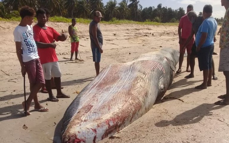 Baleia reintroduzida ao mar ontem é encontrada morta nesta quarta-feira