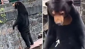 ursos-zoologico-china-pessoas-fantasia-31072023160442967