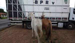 APREENSÃO DE ANIMAIS SOLTOS NAS RODOVIAS / Foto: BPRv