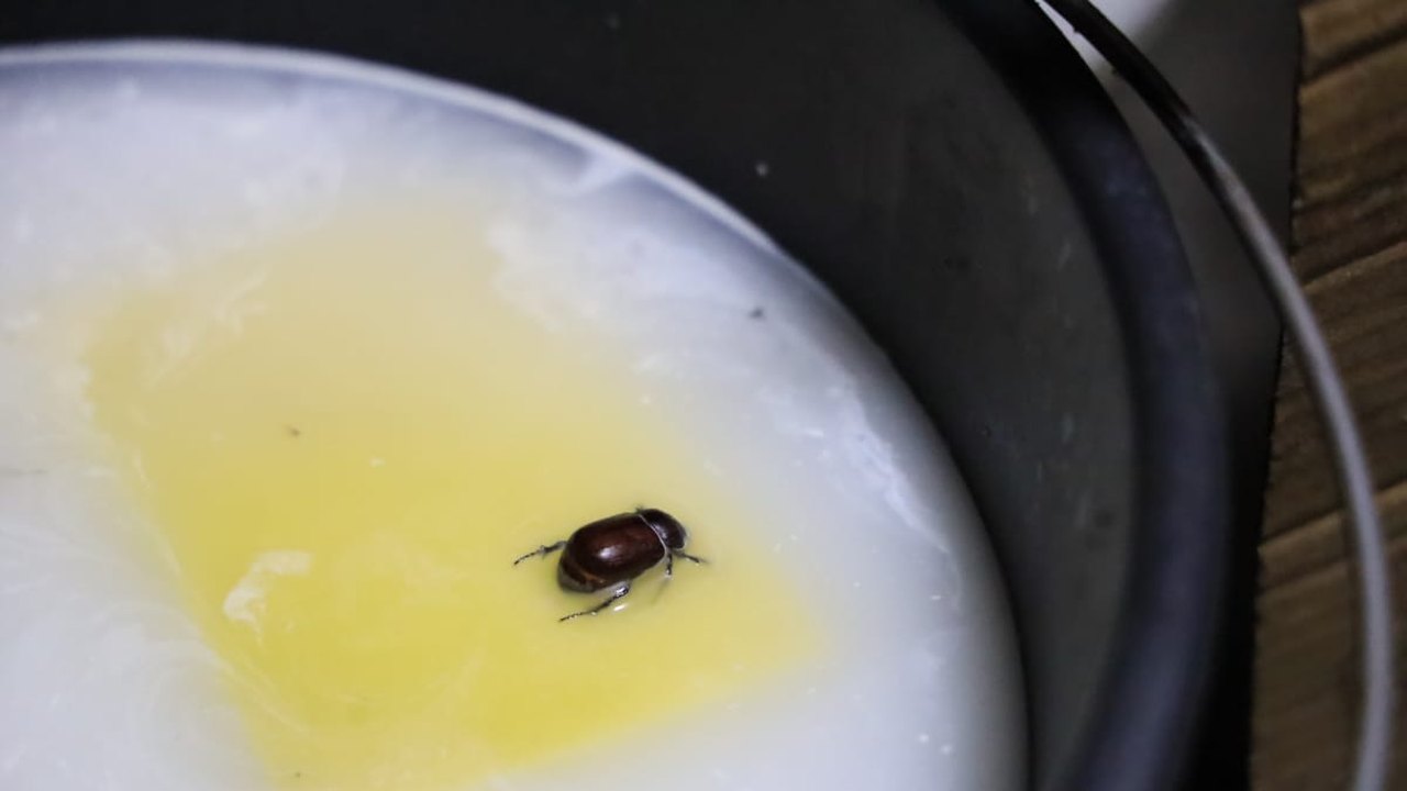 Ação integrada flagra produção de queijos em condições insalubres em Girau do Ponciano