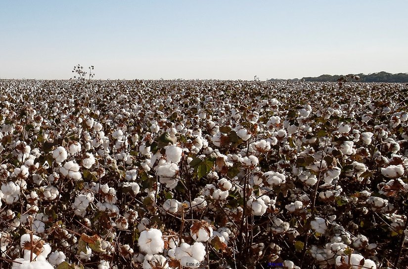 Nordeste deve produzir mais de 1 milhão de toneladas de algodão pela primeira vez, aponta Etene