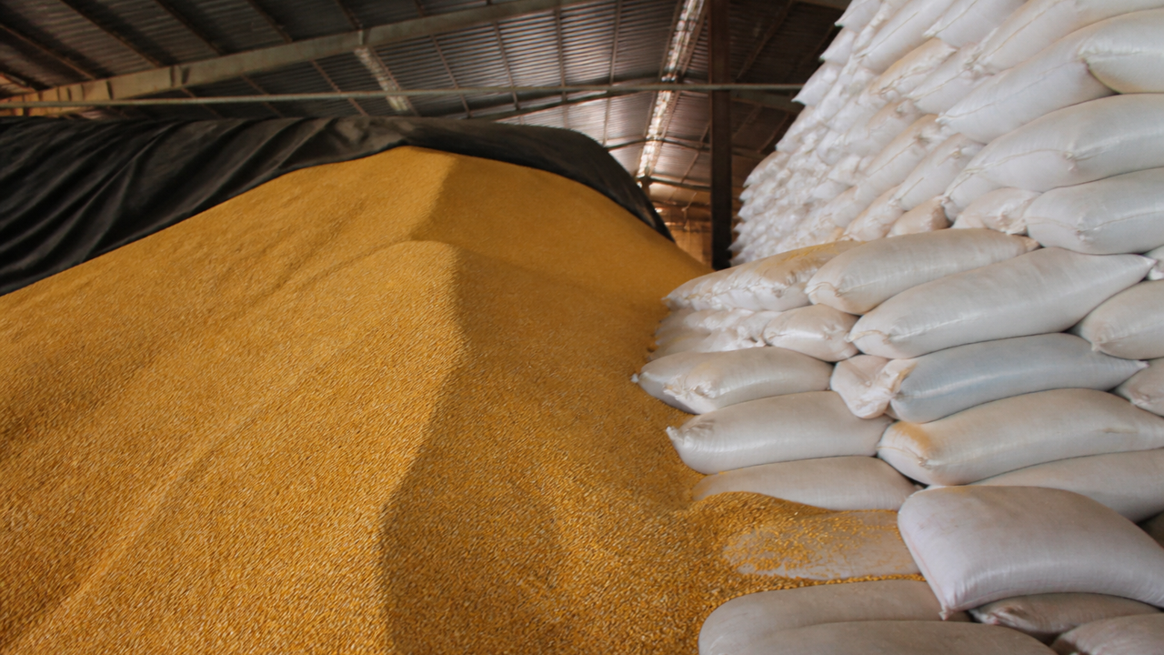 Conab: governo reforça estoques de milho e arroz diante de risco de El Niño intenso