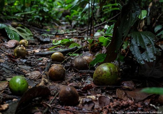 Ações humanas alteram dispersão de sementes na Amazônia, aponta estudo