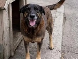 Cão Orelha: investigado por coação morre em Florianópolis