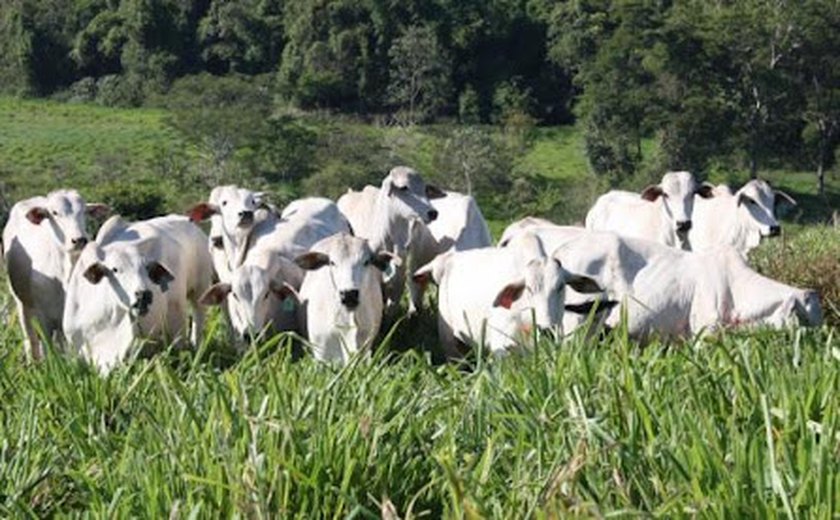 Crédito do Banco do Nordeste para bovinocultura alagoana cresce 70% em sete meses