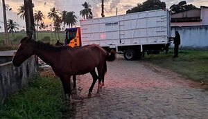 BPRv-recolhe-11-animais-soltos-em-rodovias-de-Sergipe-durante-operacao-foto-bprv-1 / Foto: Foto: BPRv