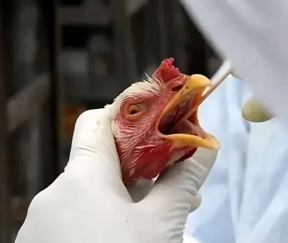 Instituto Biota emite alerta sobre riscos de gripe aviária no litoral de Alagoas