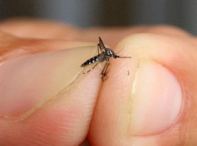 Avanço da chikungunya no País é tema de debate hoje