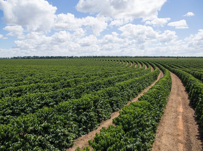 Soluções biológicas ajudam o café a superar as adversidades climáticas, afirma especialista