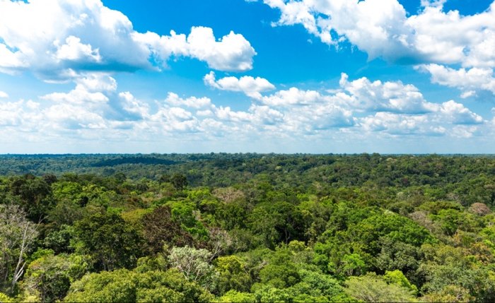 Programa Floresta+ começa com projeto-piloto no Norte do país