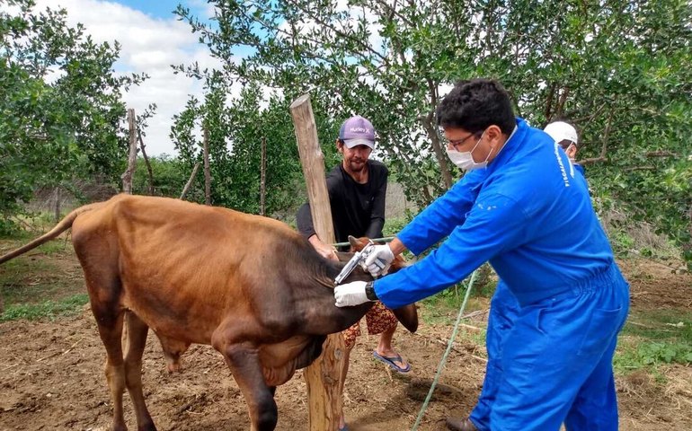 Brasil é reconhecido pela OMSA como país livre de febre aftosa sem vacinação