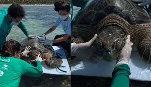 O animal estava saudável, foi marcado e devolvido ao mar pela equipe do Instituto Biota. - Foto: Instituto Biota