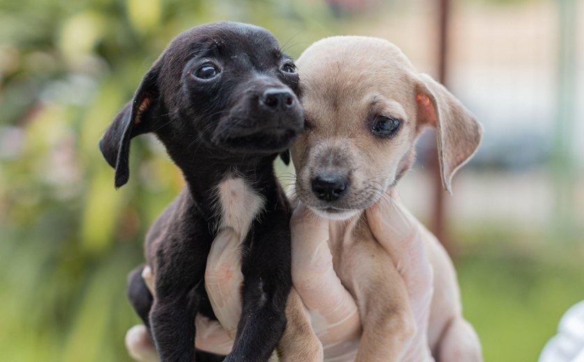 Inscrições para cadastro de protetores e entidades da causa animal terminam na sexta (12)