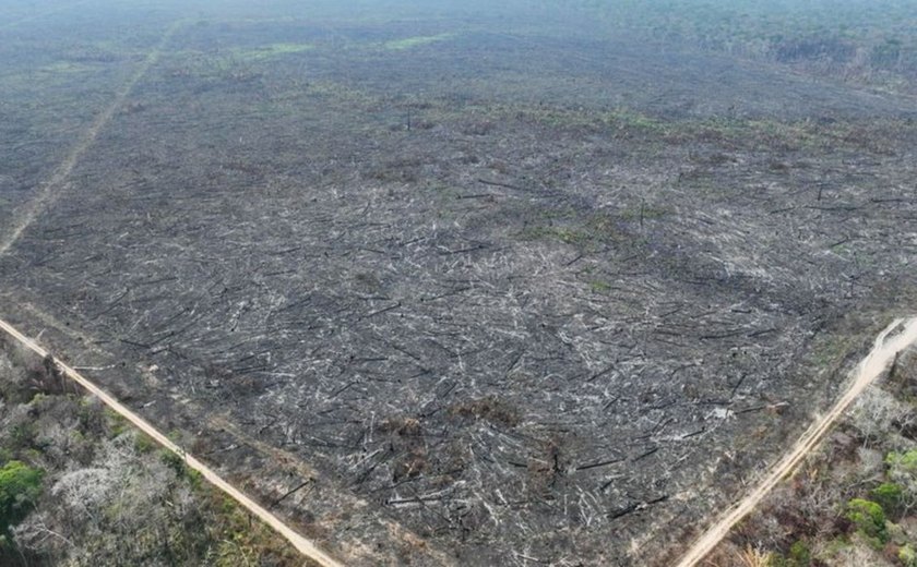 Apenas 5% dos casos de desmatamento na Amazônia geraram indenizações