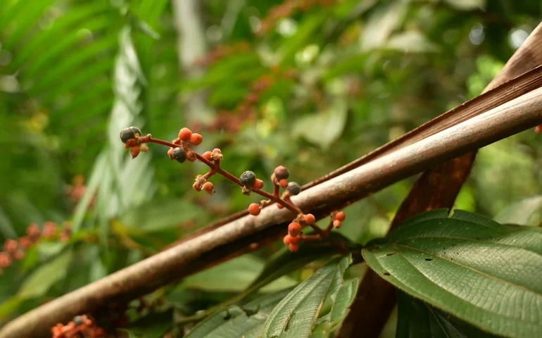 Reportagem da TV Aparecida mostra o turismo e as riquezas da Ilha do Combú