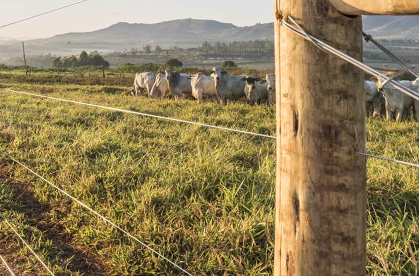 Com Brasil no topo da exportação de carne mundial, estrutura da propriedade rural vira diferencial competitivo