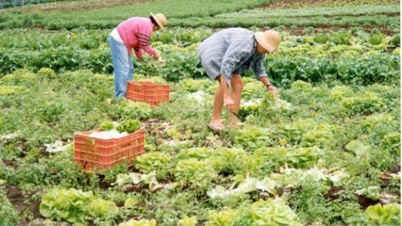 Dia de Campo vai estimular produção de alimentos orgânicos