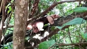 Tamanduá-mirim é resgatado pela Adema em Laranjeiras