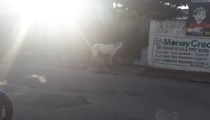 cavalo