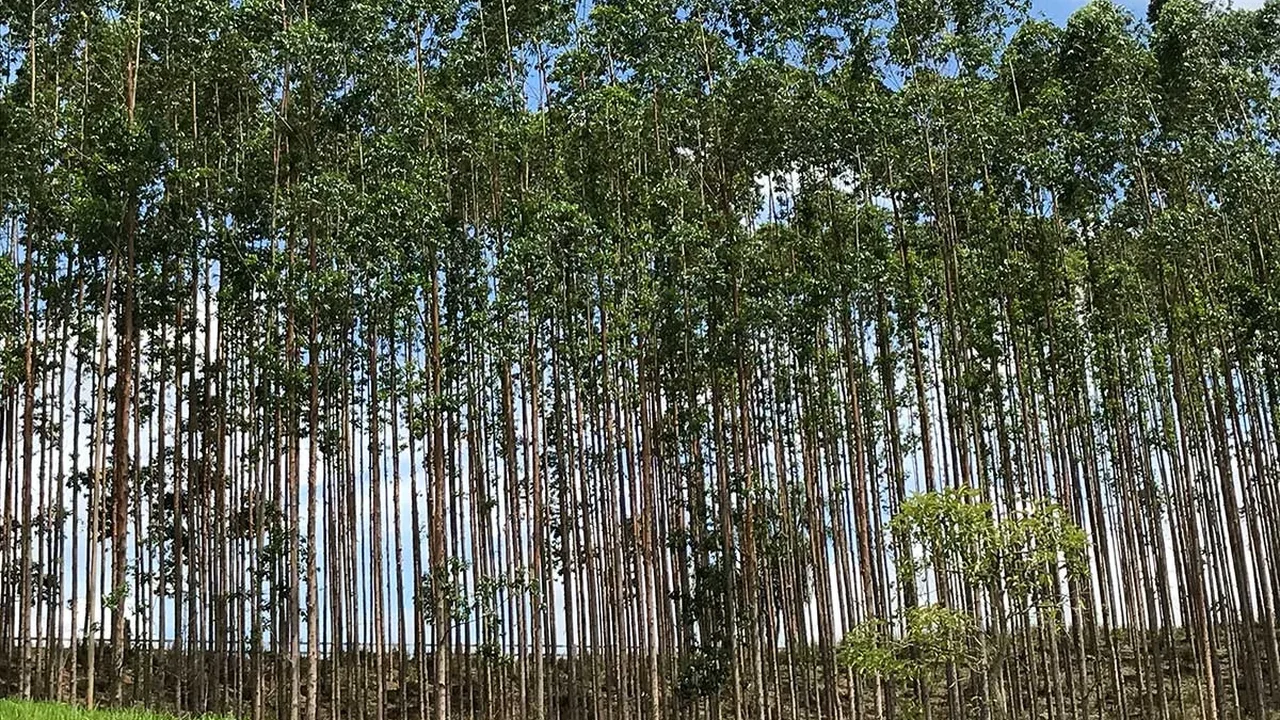 Alagos tem 4º maior crescimento do valor da extração vegetal do país em 2025