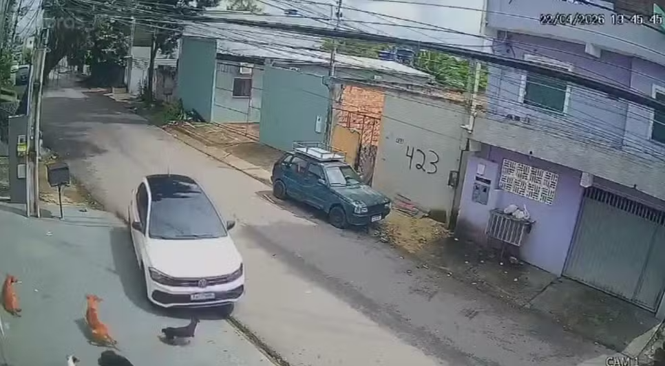 Homem atropela cachorros e foge. Fonte: Internet