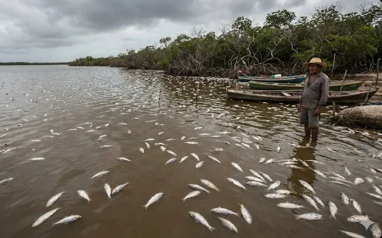 Centenas de peixes aparecem mortos na Lagoa Jequiá; pescadores temem novo crime ambiental