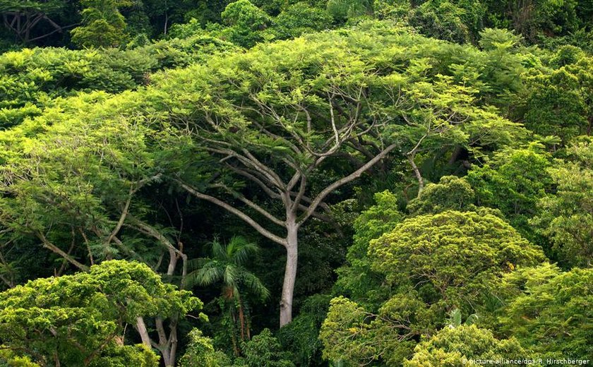 Bioma mais ameaçado do Brasil, Mata Atlântica vive alta do desmatamento