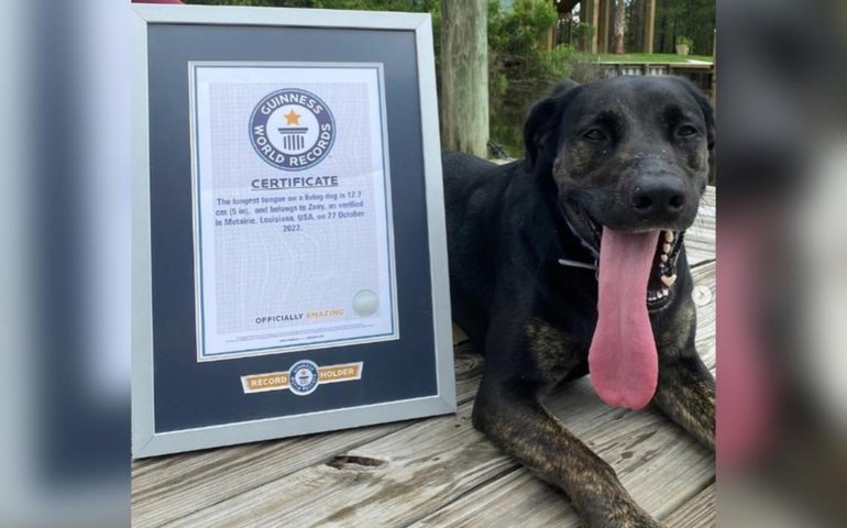 Cadela americana bate recorde de língua mais comprida do mundo