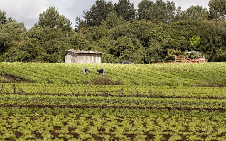 Valor bruto da produção agropecuária deve crescer 7,6% a R$ 1,31 trilhão, prevê ministério