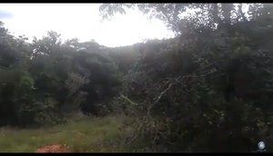 MATA DO JUNCO