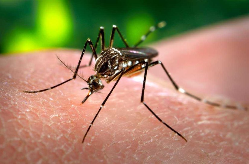 Ações estratégicas mantêm casos de dengue sob controle em Maceió