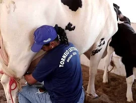 43ª Expo Bacia Leiteira abre atividades nesta quarta-feira (14), em Batalha/AL