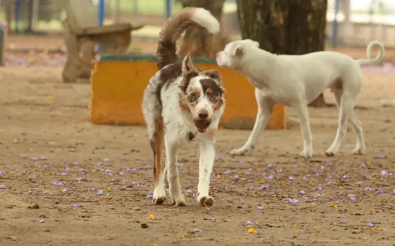 Quer fortalecer o vínculo com seu cachorro? Só jogar a bolinha não basta, revela estudo