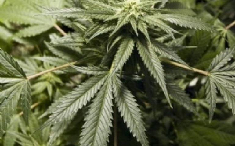 Juiz julga inconstitucional proibição da maconha