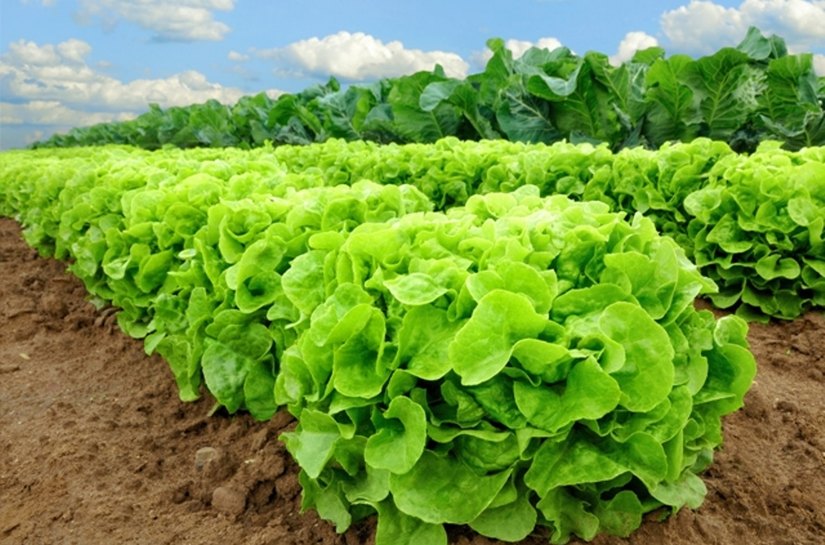 Parceria com loja de produtos naturais leva Feira de Orgânicos a Ponta Verde