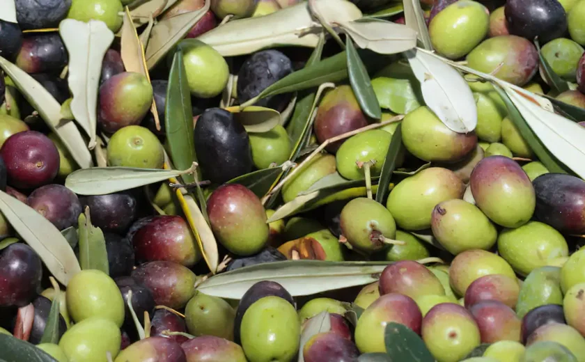 Produtores brasileiros de azeite de oliva aproveitam alta internacional