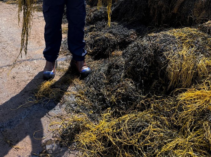 “Biologia a serviço da produtividade”, afirma Sérgio Abud sobre uso de extrato de algas na agricultura