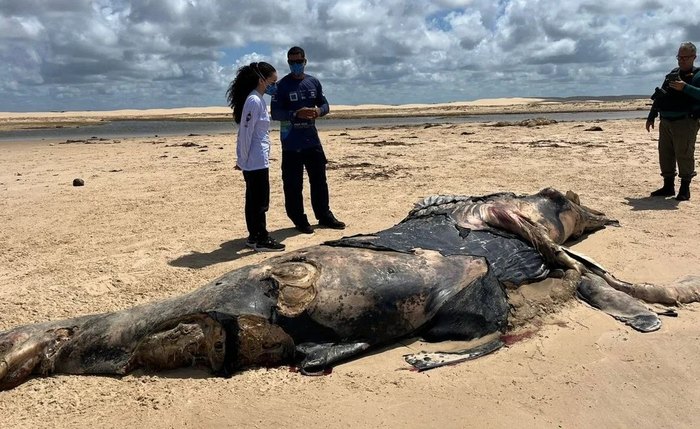 Baleia da espécie Jubarte foi encontrada na praia do Pontal do Peba Baleia da espécie Jubarte foi encontrada na praia do Pontal do Peba