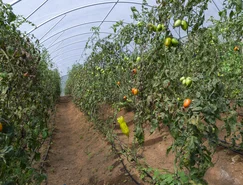 TECPAR - Organico_41.JPG 