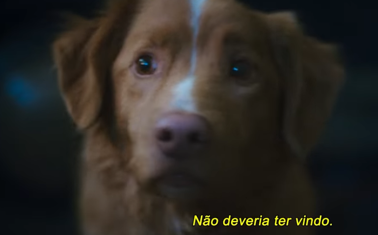 O astro de Bom Menino não sabe que fez um filme de terror (ele é um cachorro)
