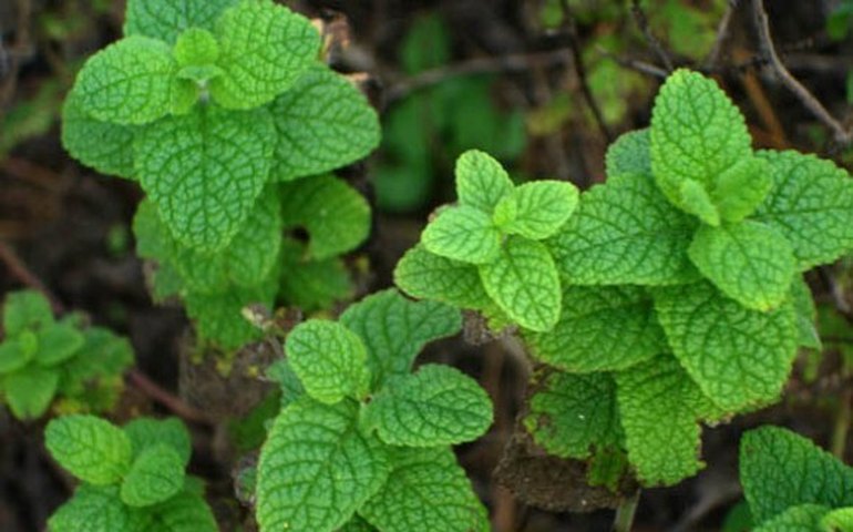 Medicamentos fitoterápicos para o SUS é tema de seminário